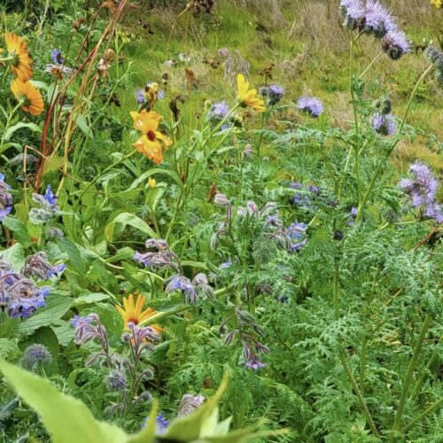 Flowerhearts – BIJzonder bedankt